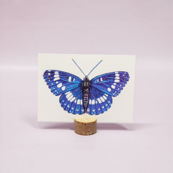 Blauwe ijsvogel vlinder