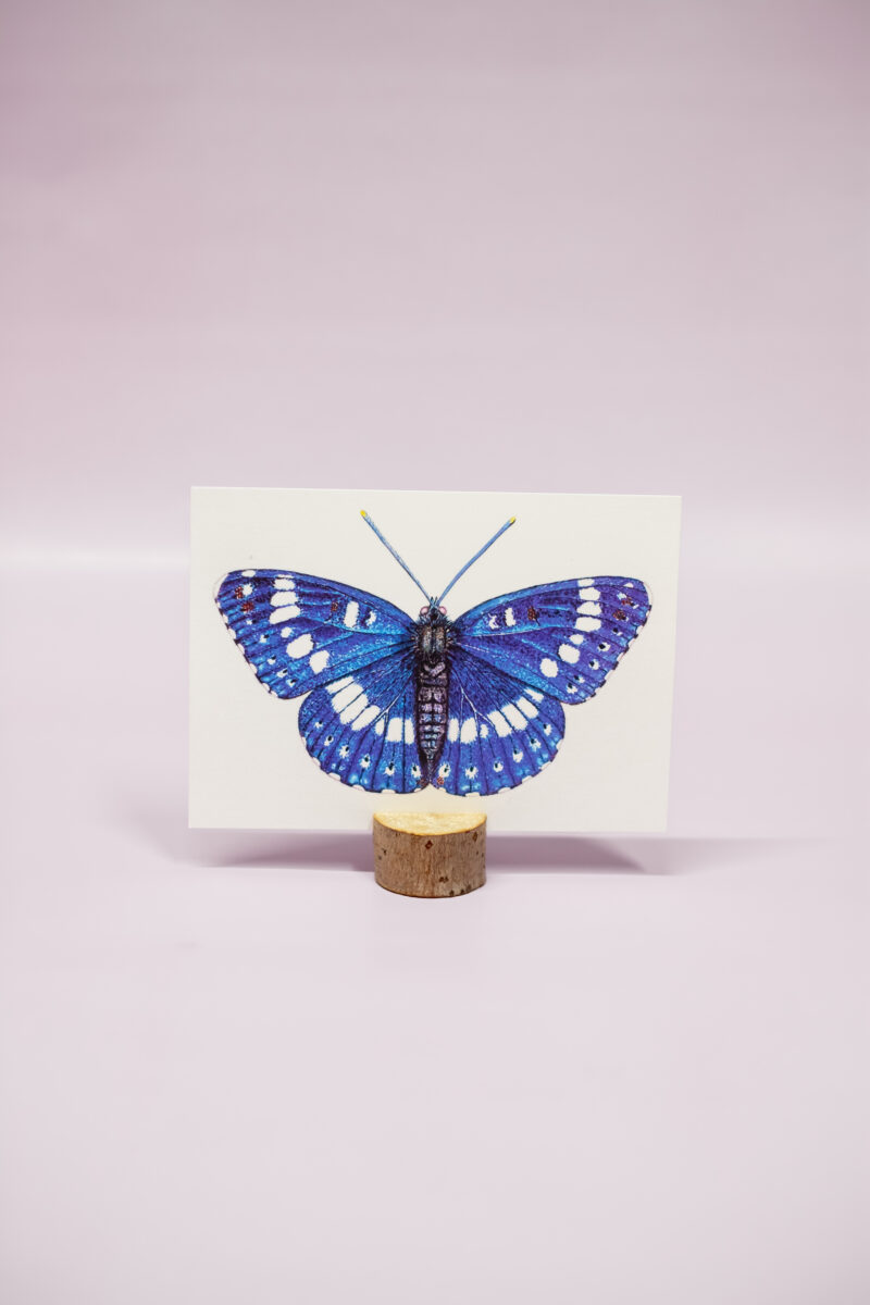 Blauwe ijsvogel vlinder