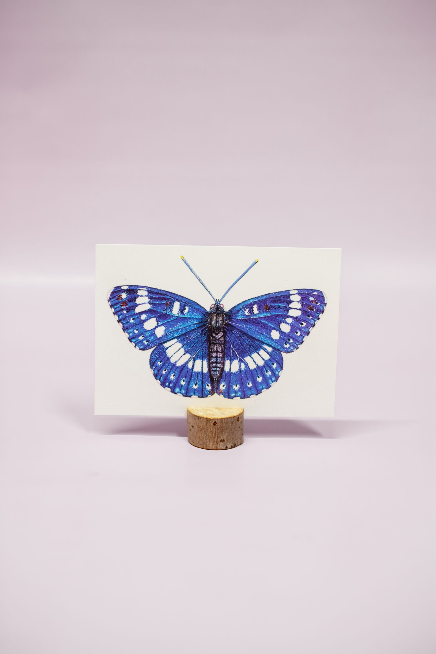 Blauwe ijsvogel vlinder