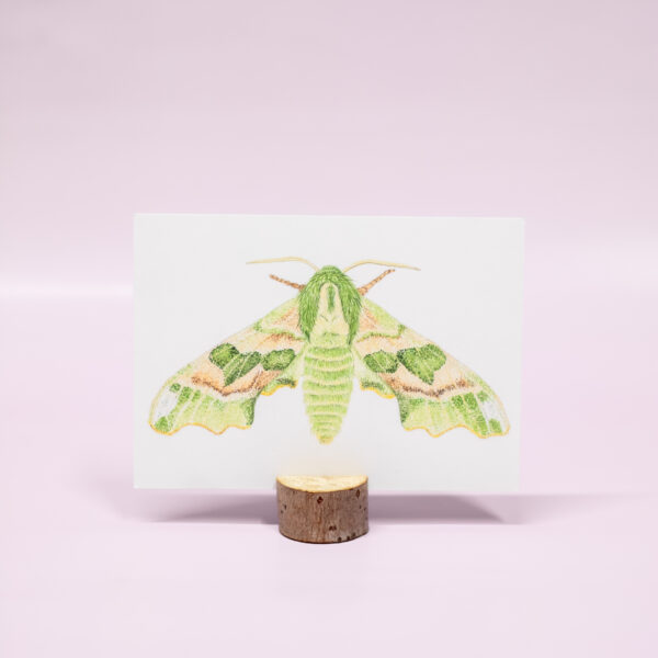 Lindepijlstaart vlinder kaart