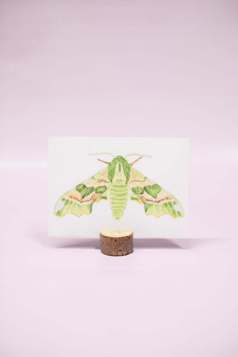 Lindepijlstaart vlinder kaart